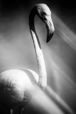 daha büyük flamingolar (Phoenicopterus roseus) gökyüzünde. Camargue, Fransa