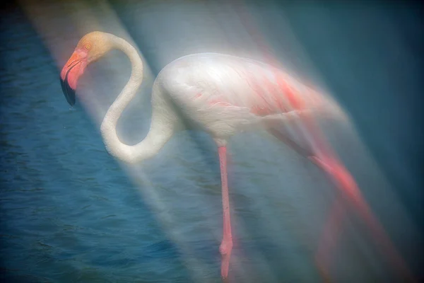 Większe Flamingi Fenicopterus Roseus Watherze Camargue Francja — Zdjęcie stockowe