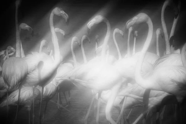 Grands Flamants Roses Phoenicopterus Roseus Dans Plume Camargue France — Photo