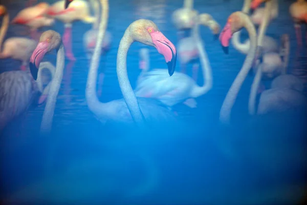 Большие Фламинго Phoenicopterus Fesceus Воде Camargue France — стоковое фото