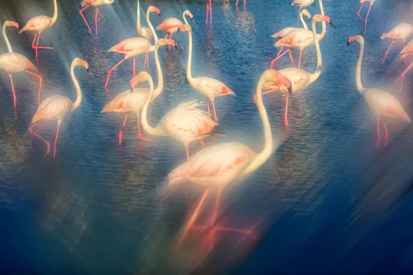 Większe Flamingi Fenicopterus Roseus Watherze Camargue Francja — Zdjęcie stockowe