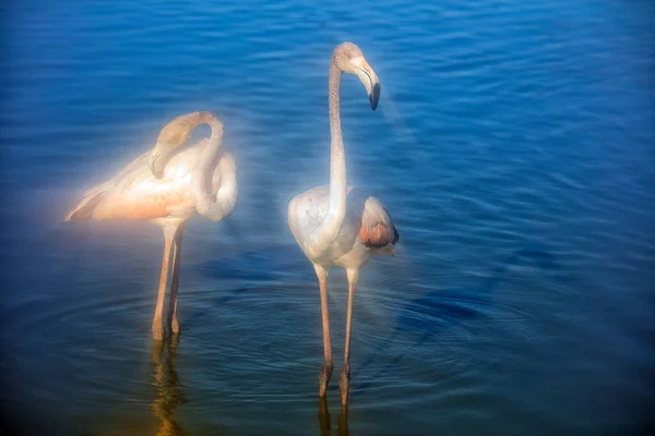 Μεγαλύτερο Φλαμίνγκο Phoenicopterus Roseus Στο Νερό Camargue Γαλλία — Φωτογραφία Αρχείου