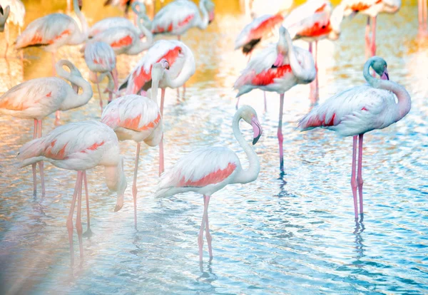 Większe Flamingi Fenicopterus Roseus Watherze Camargue Francja — Zdjęcie stockowe