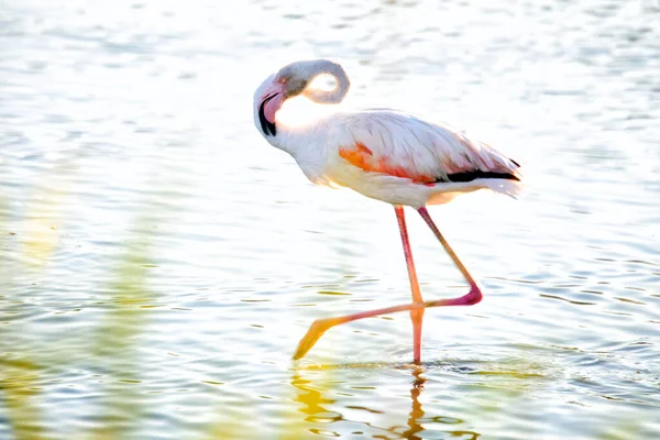 Större Flamingos Phoenicopterus Roseus Höften Camargue Frankrike — Stockfoto