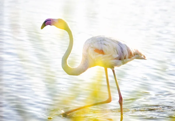 Μεγαλύτερο Φλαμίνγκο Phoenicopterus Roseus Στο Νερό Camargue Γαλλία — Φωτογραφία Αρχείου