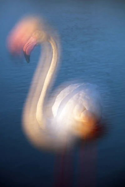 Flamingos Maiores Phoenicopterus Roseus Wather Camargue França — Fotografia de Stock
