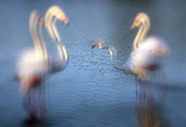 Większe Flamingi Fenicopterus Roseus Watherze Camargue Francja — Zdjęcie stockowe