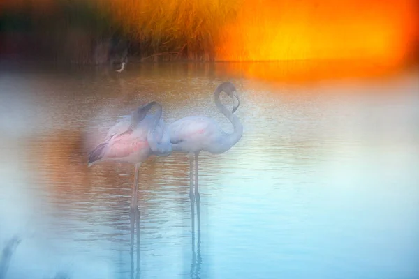 Große Flamingos Phoenicopterus Roseus Wasser Die Camargue Frankreich — Stockfoto
