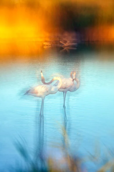 Większe Flamingi Fenicopterus Roseus Watherze Camargue Francja — Zdjęcie stockowe