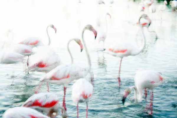 Flamingos Maiores Phoenicopterus Roseus Wather Camargue França — Fotografia de Stock