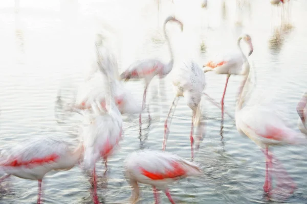 Flamingos Maiores Phoenicopterus Roseus Wather Camargue França — Fotografia de Stock