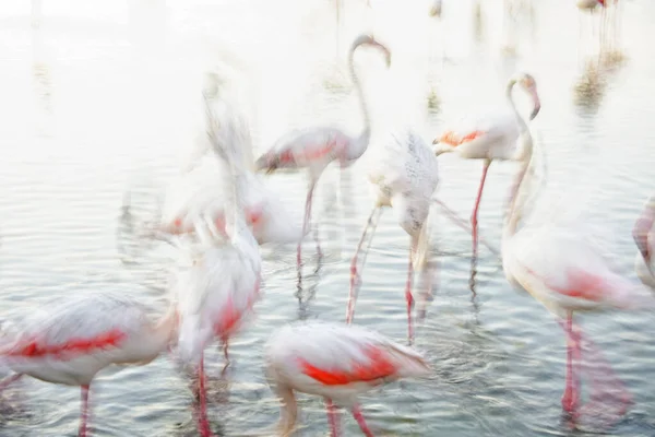 Μεγαλύτερο Φλαμίνγκο Phoenicopterus Roseus Στο Νερό Camargue Γαλλία — Φωτογραφία Αρχείου