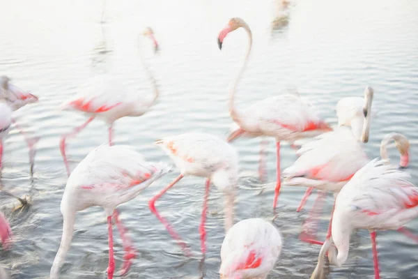 Большие Фламинго Phoenicopterus Fesceus Воде Camargue France — стоковое фото