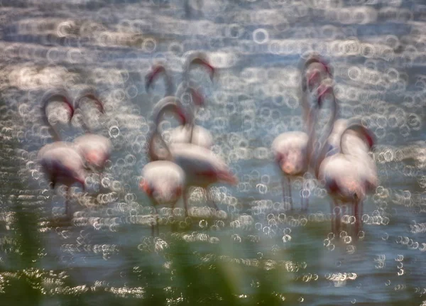 Większe Flamingi Fenicopterus Roseus Watherze Camargue Francja — Zdjęcie stockowe