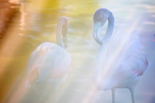 Większe Flamingi Fenicopterus Roseus Watherze Camargue Francja — Zdjęcie stockowe