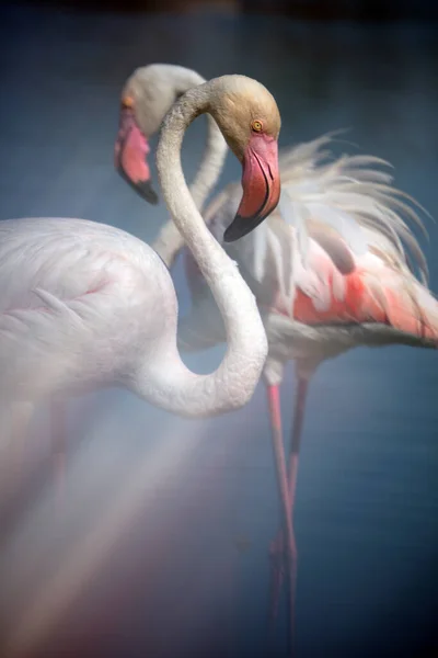 Большие Фламинго Phoenicopterus Fesceus Воде Camargue France — стоковое фото