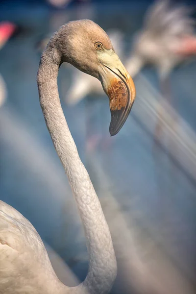 Große Flamingos Phoenicopterus Roseus Wasser Die Camargue Frankreich — Stockfoto