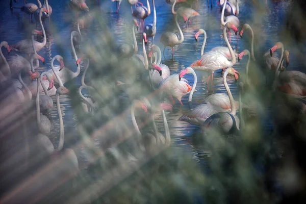 Flamingos Maiores Phoenicopterus Roseus Wather Camargue França — Fotografia de Stock