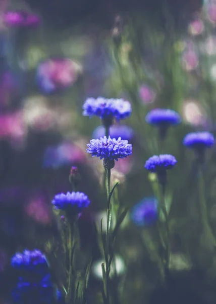 Bellissimi Fiordaliso Blu Brillante Centaurea Cyanus Che Crescono Campo Verde — Foto Stock