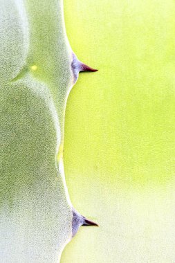 Cabo de Gata doğal parkında yetiştirilen bir bitki.