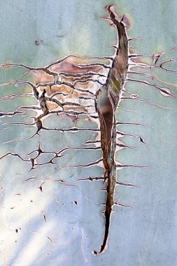 Cabo de Gata doğal parkında yetiştirilen bir bitki.