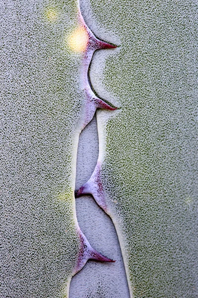 Agave Planta Crescimento Parque Natural Cabo Gata Spai — Fotografia de Stock