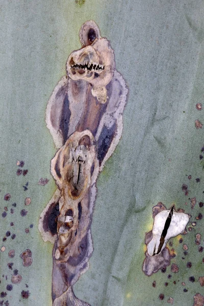 西班牙卡波德加塔自然公园种植的树苗 — 图库照片