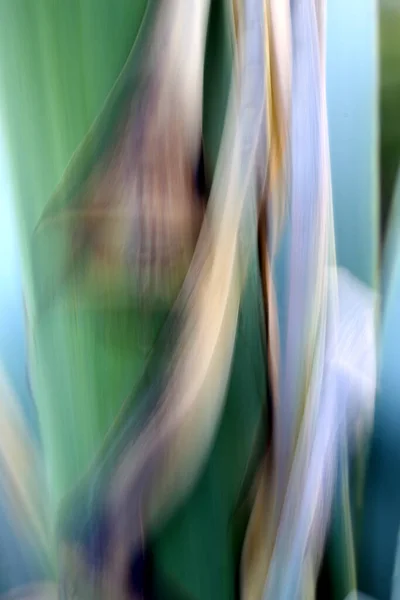 Agave Plant Die Groeit Het Natuurpark Cabo Gata Spanje — Stockfoto
