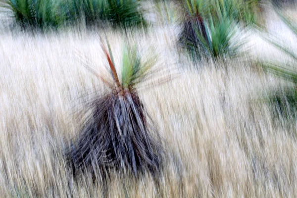 Agave Cabo Gata Espagne — Photo