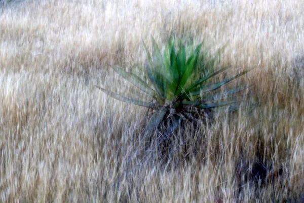 Agave Plant Growing Cabo Gata Natural Park Spain — Fotografia de Stock