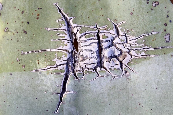 スペインのカボ ガタ自然公園で育つアガベ植物 — ストック写真