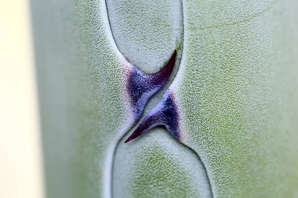 Agave Planta Crescimento Parque Natural Cabo Gata Espanha — Fotografia de Stock