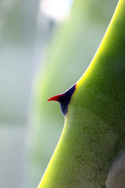 Agave Plant Growing Cabo Gata Natural Park Hiszpania — Zdjęcie stockowe