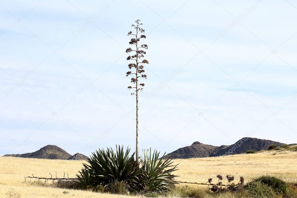 Agave plant growing in Cabo de Gata natural park, Spai