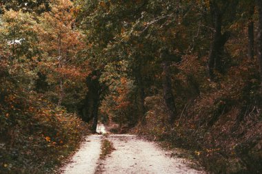 Sonbaharda orman ağaçları arasında yol
