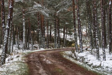 Ağaçlarla çevrili toprak yolu olan karlı çam ağaçları.