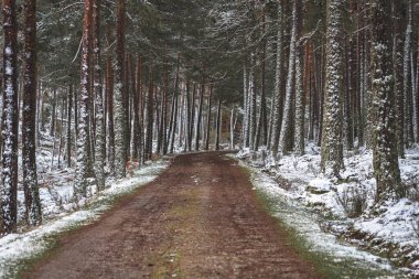 Ağaçlarla çevrili toprak yolu olan karlı çam ağaçları.