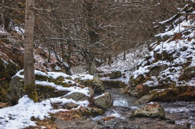 Sonbahar boyunca çam ormanlarında ağaçlarla çevrili karlı bir nehir.