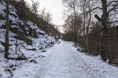 Sonbaharda ağaçlarla çevrili karlı bir yol.