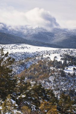 Sonbaharda karlı ağaçlar üzerinde sis