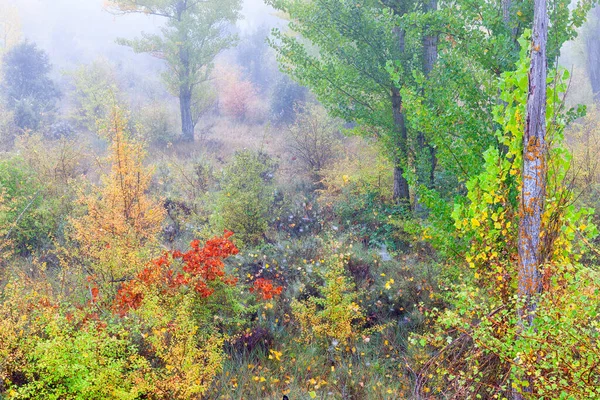스페인 쿠엥카 가을에 마레스에서 재배되는 — 스톡 사진