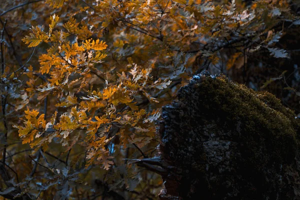 秋天的树叶落在森林中央的树枝上 — 图库照片