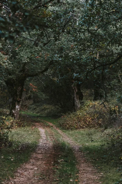 Caminho Entre Árvores Florestais Outono — Fotografia de Stock