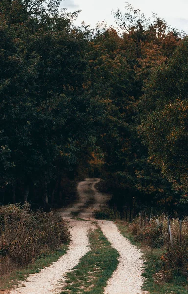 Caminho Entre Árvores Florestais Outono — Fotografia de Stock