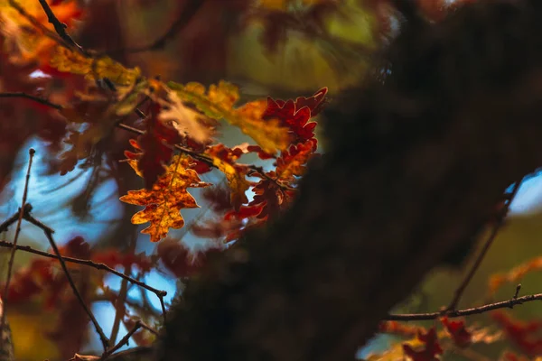 Feuilles Automne Sur Une Branche Arbre Milieu Forêt — Photo