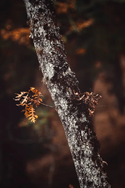 Détail Branche Arbre Automne Avec Feuilles — Photo