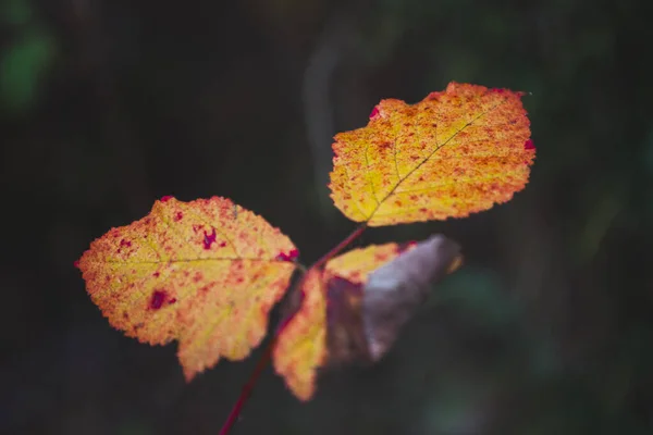 Detail Orangefarbener Blätter Herbst Wald — Stockfoto