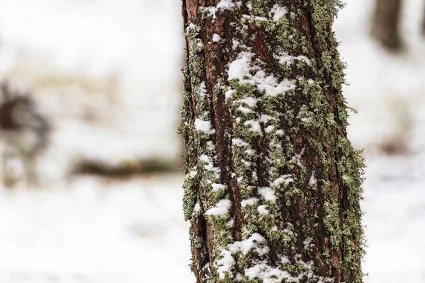 Çam Ağacındaki Karlı Bir Çam Ağacının Ayrıntıları — Stok fotoğraf
