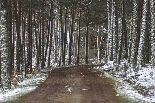 Χιονισμένο Πευκοδάσος Χωματόδρομο Που Περιβάλλεται Από Δέντρα — Φωτογραφία Αρχείου