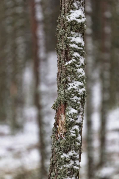 나무에 눈덮인 소나무의 밑부분 — 스톡 사진